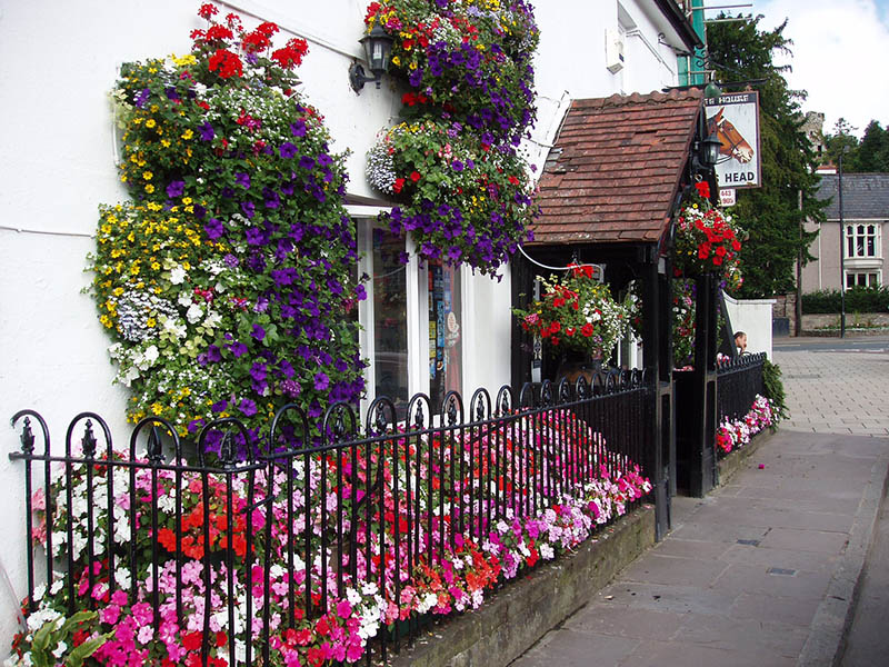 flowers on a building